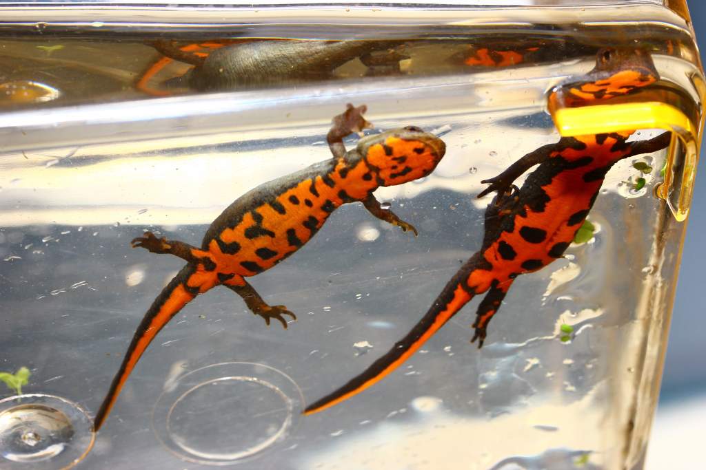Underside of my newts what sex are these guys ?