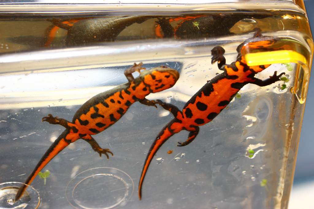 underside of newts