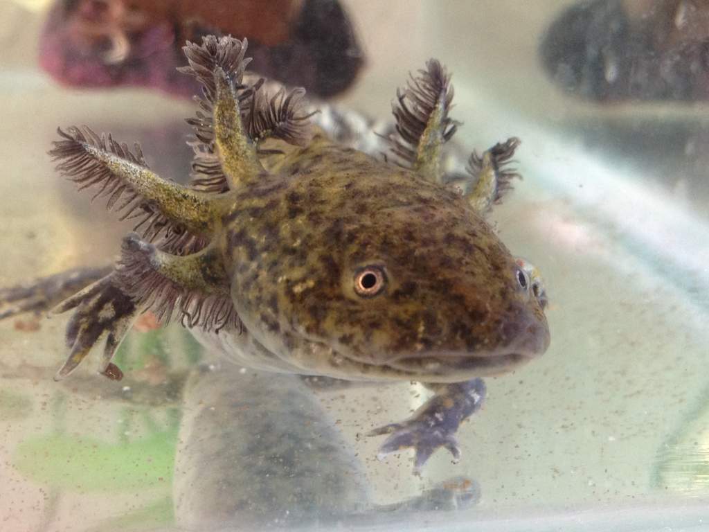 unusual wildtype juvie 2 weeks after purchase
