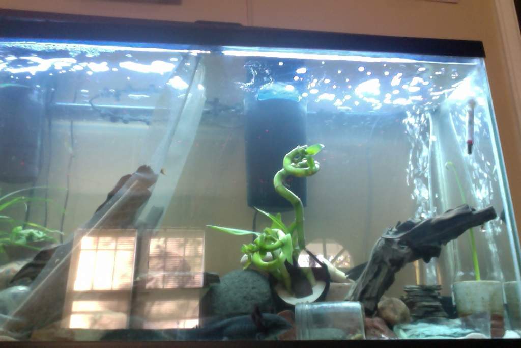 UPDATE ON TANK ASHI IS GETTING BIGGER SO I DIVIDED THE TANK  AND ERTHANG IS GOOD>>>>>AND HAKU MIGHT BE PREGNANT :D