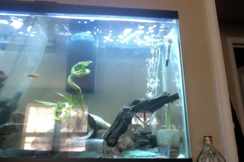 UPDATE ON TANK ASHI IS GETTING BIGGER SO I DIVIDED THE TANK  AND ERTHANG IS GOOD>>>>>AND HAKU MIGHT BE PREGNANT :D