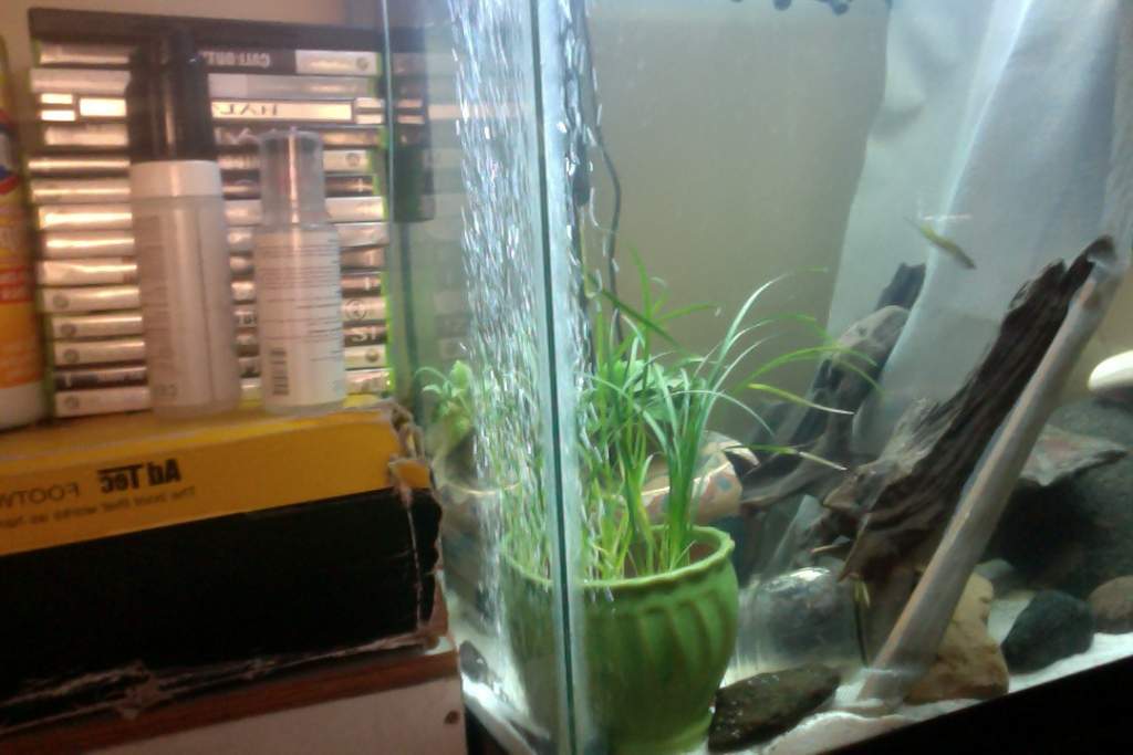 UPDATE ON TANK ASHI IS GETTING BIGGER SO I DIVIDED THE TANK  AND ERTHANG IS GOOD>>>>>AND HAKU MIGHT BE PREGNANT :D