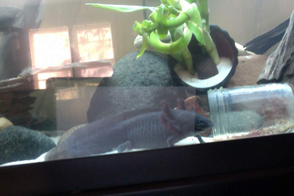 UPDATE ON TANK ASHI IS GETTING BIGGER SO I DIVIDED THE TANK  AND ERTHANG IS GOOD>>>>>AND HAKU MIGHT BE PREGNANT :D