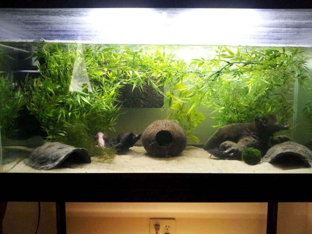 Upgraded 55 gallon