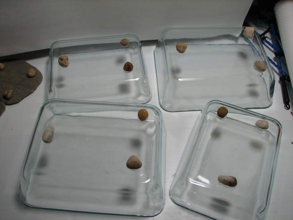using aquarium silicone, glue small pebbles to the bottom of the dishes. This elevates the dishes from the tank bottom and prevents blackworms and deb