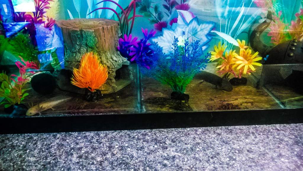 Valhalla themed tank!! With Astrid the copper, Ragnar the wildtype and Toothless the black melanoid