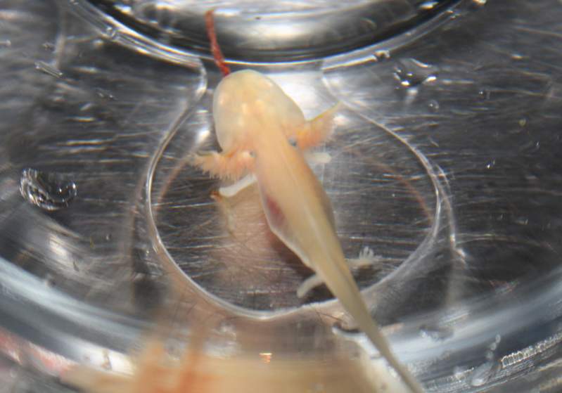 Vali eating a bloodworm in a separate jar outside the tank to see how it would take to eating them.