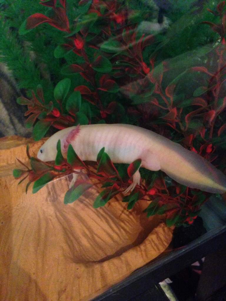 Vanilla chilling