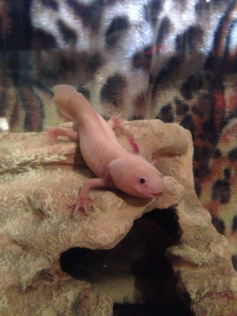 Vanilla