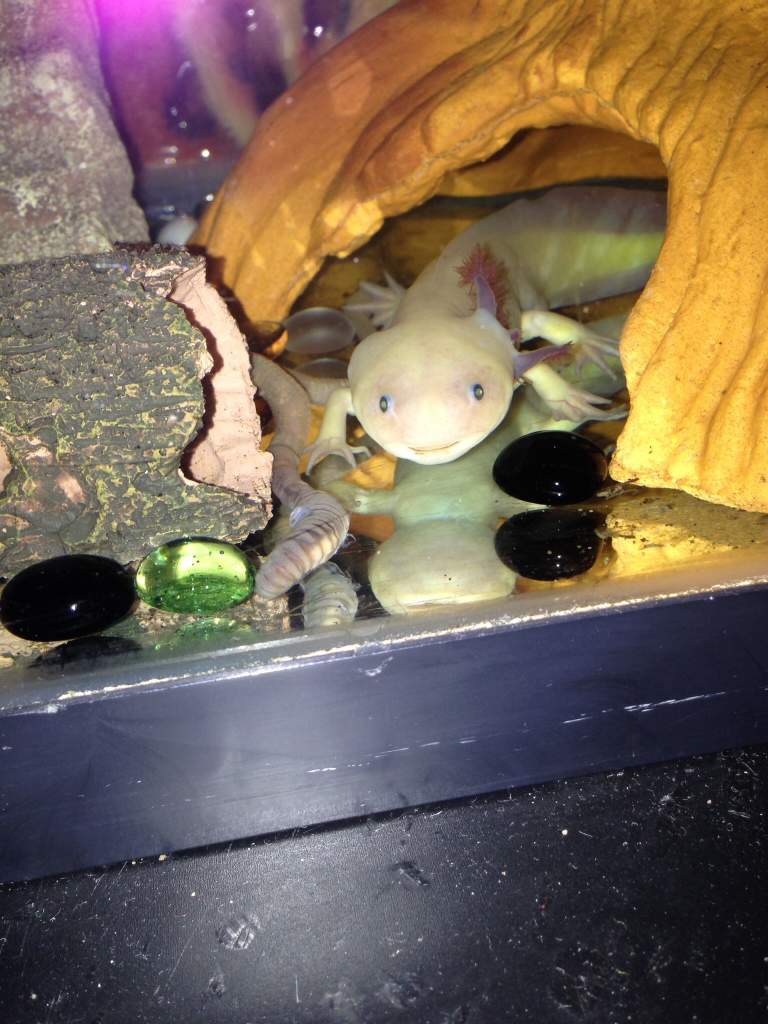 Vanilla