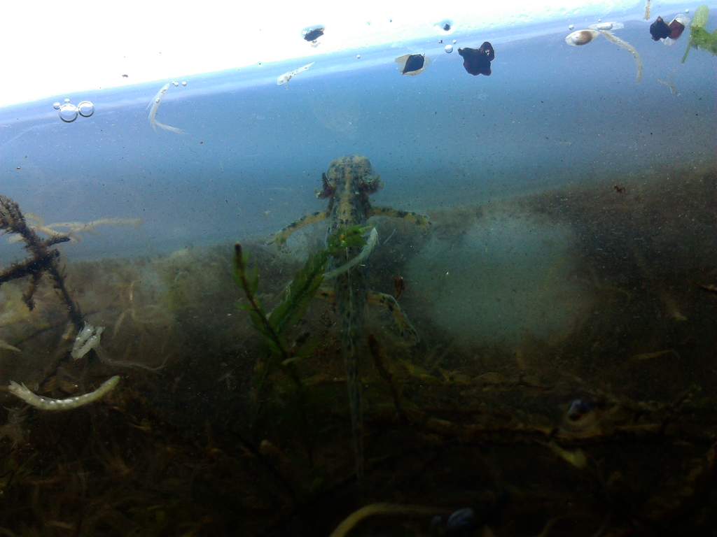 veluchiensis