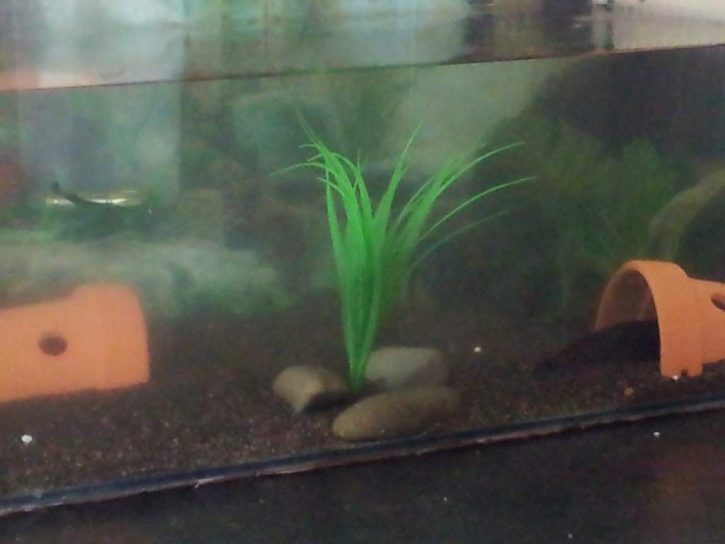 Very blurry and crappy pic of the slightly changed tank .. new substrate and plant up far right corner which he loves hiding in...