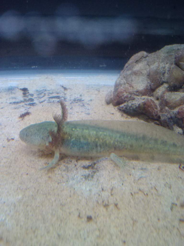 Very cool GFP wild