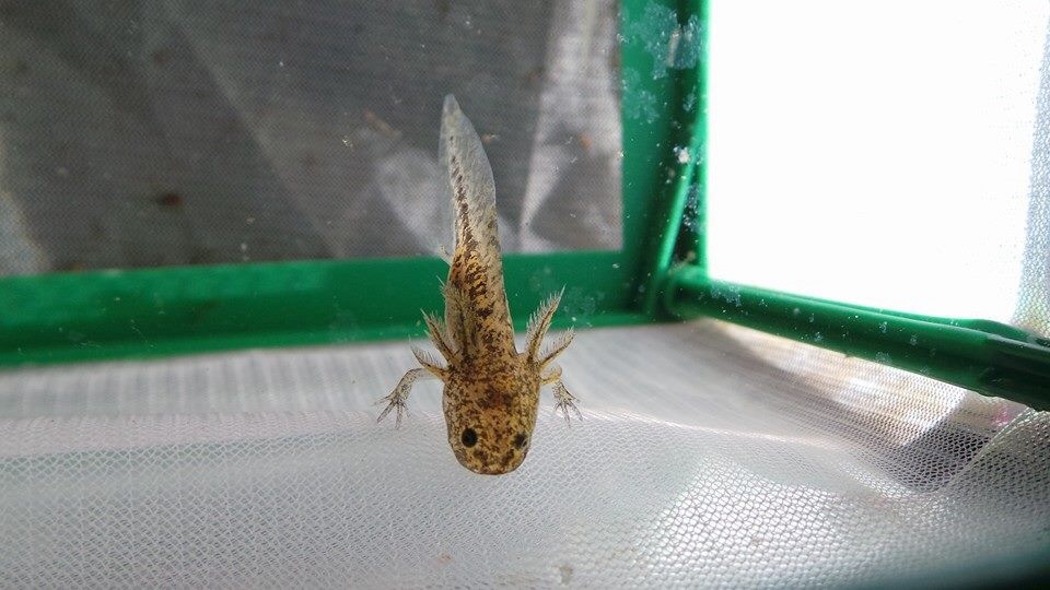 Very small baby wild type