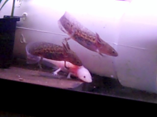 VID00051
