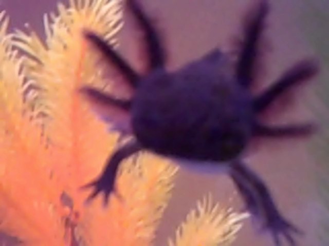 VID00087