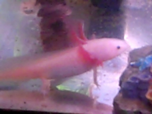 VID00091
