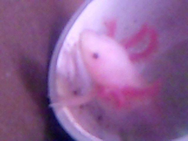 VID00095