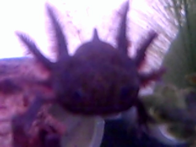 VID00118