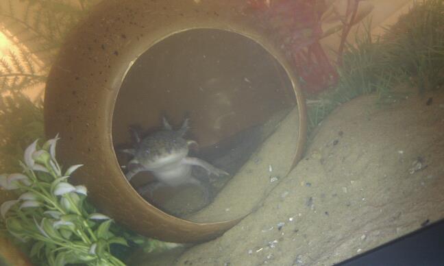 Vince in his coconut - Hello!
