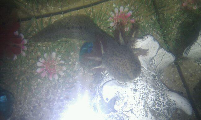 Vince on his new lawn :)