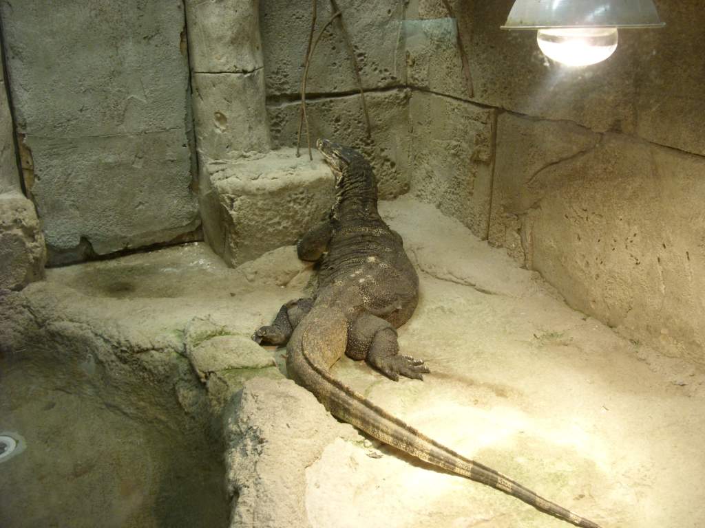 Visit to Gatlinburg  Reptarium Saw this large Water monitor. The picture does not do him justice.