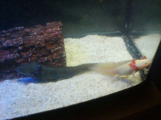 waiting for their chow