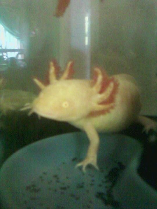 waiting patiently for food...lol his favorite spot....