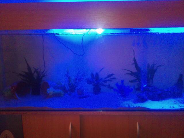 Waiting patiently for the tank to cycle so i can have my new pets!