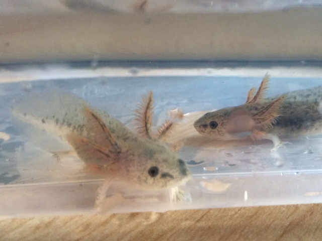 Waiting patiently to go to their new homes