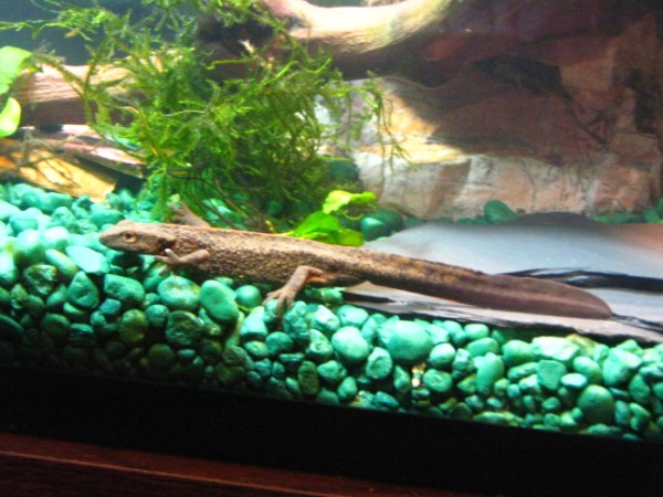 Warty Newt- Paramesotriton chinensis