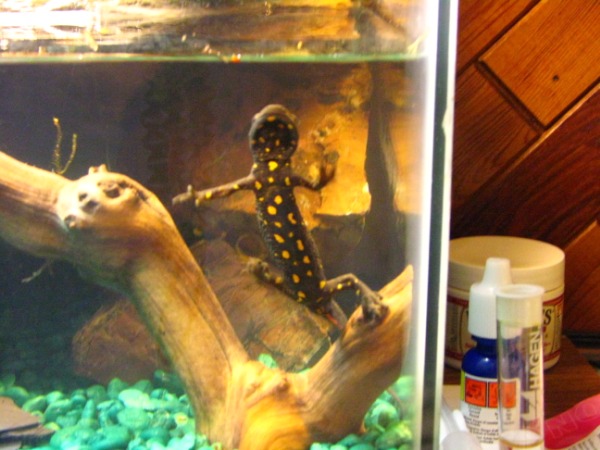 Warty Newt
