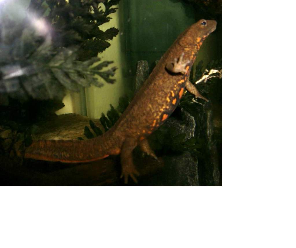 Warty