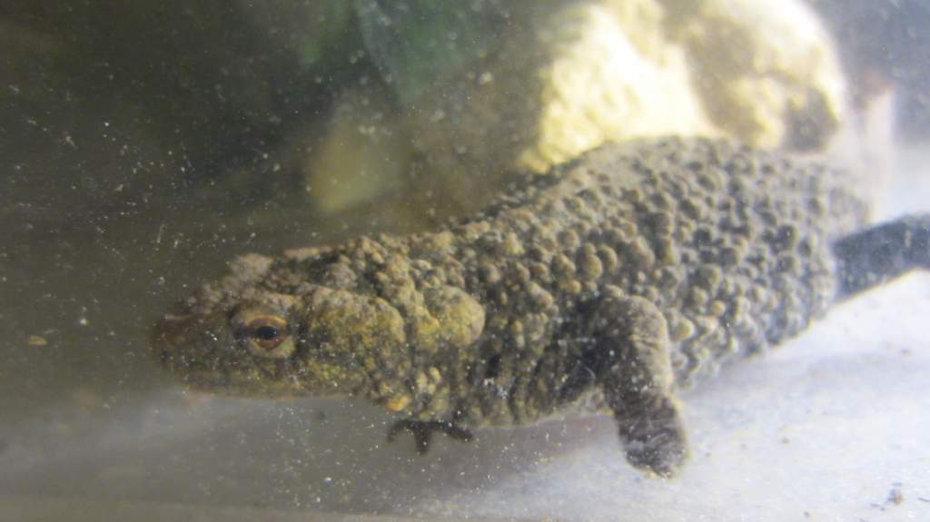 warty01