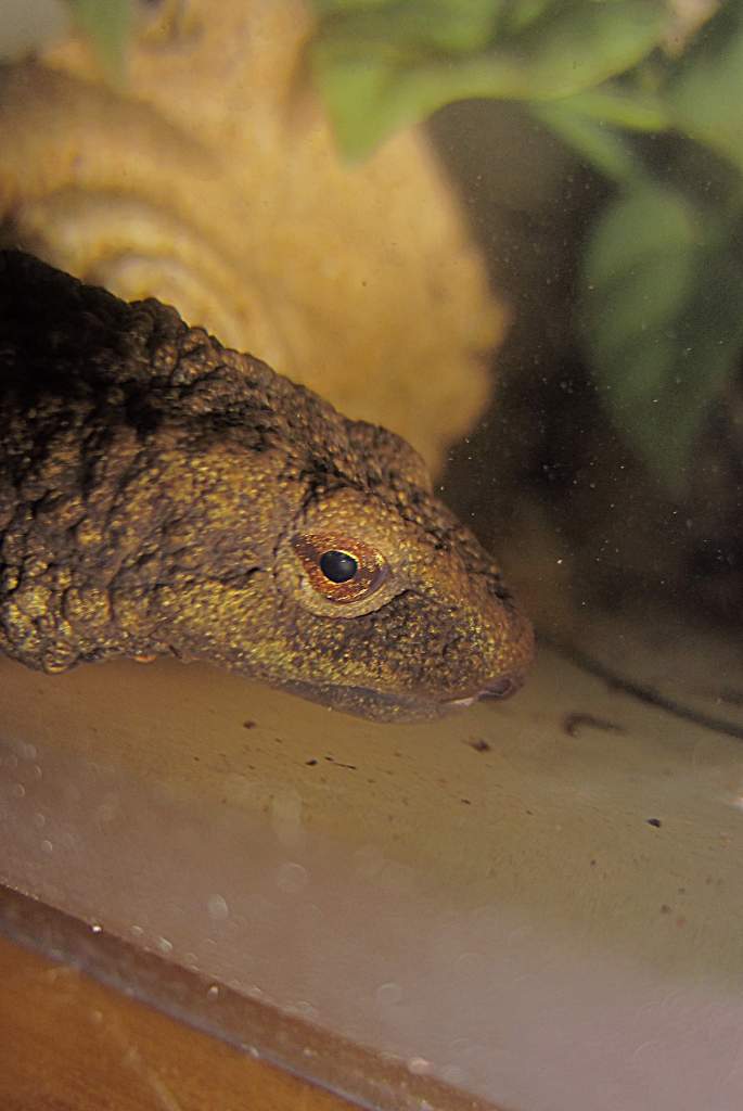 warty02