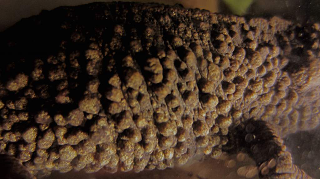 warty03