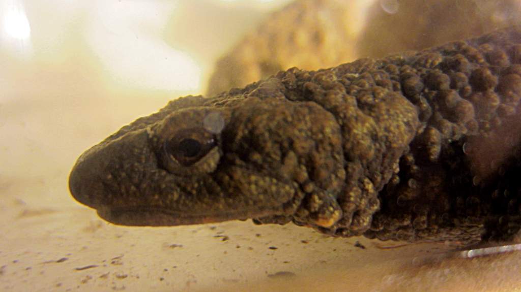 warty04