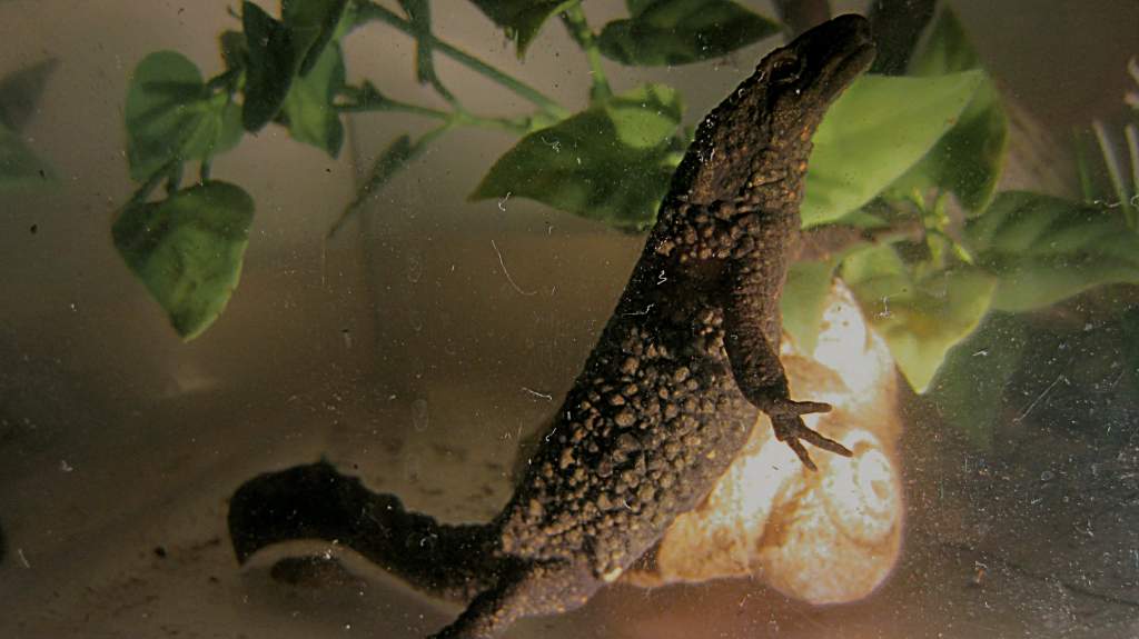 warty06