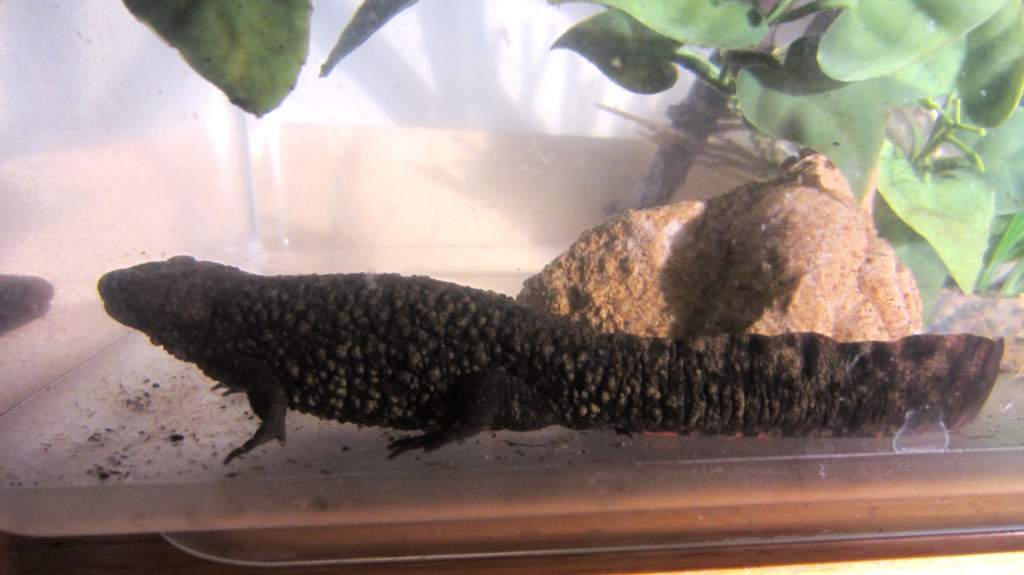 warty07