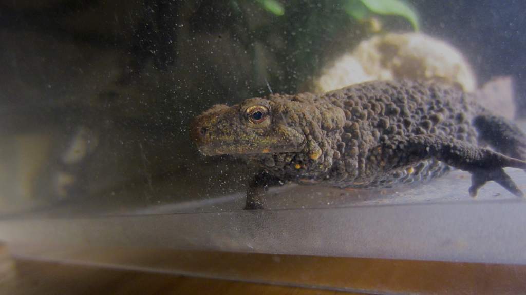 warty08