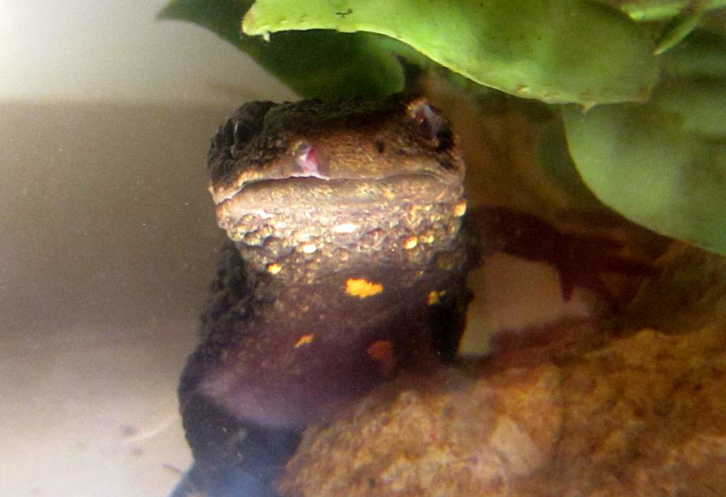 warty1