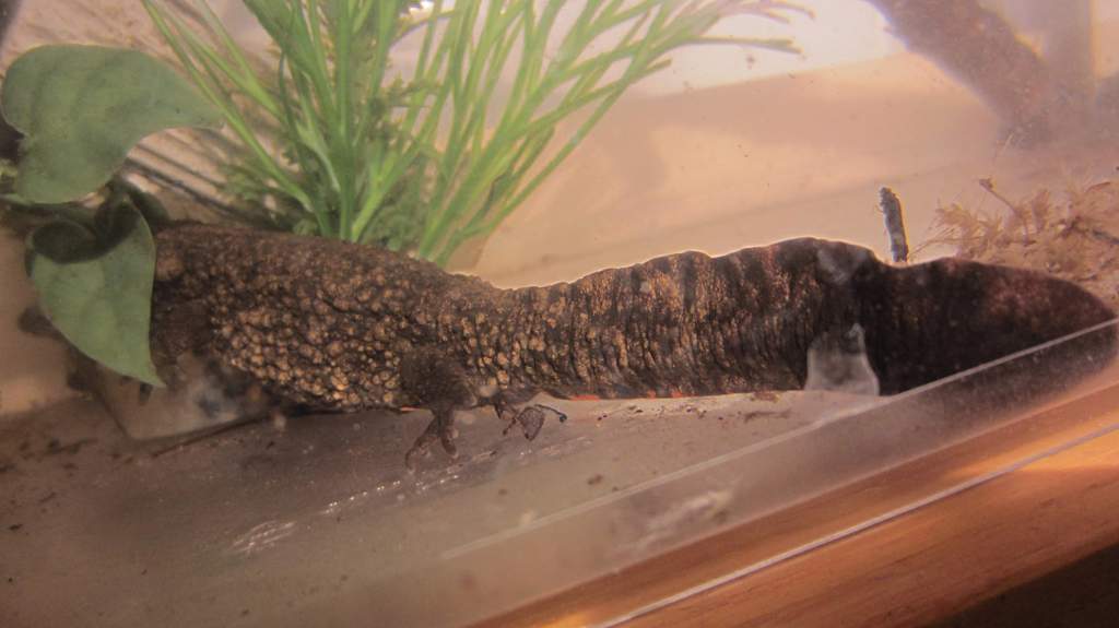 warty11