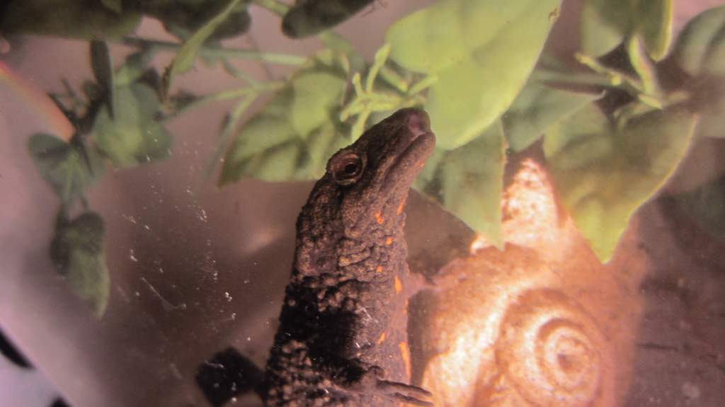warty15