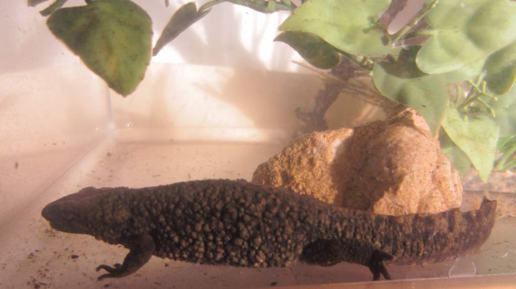 warty16
