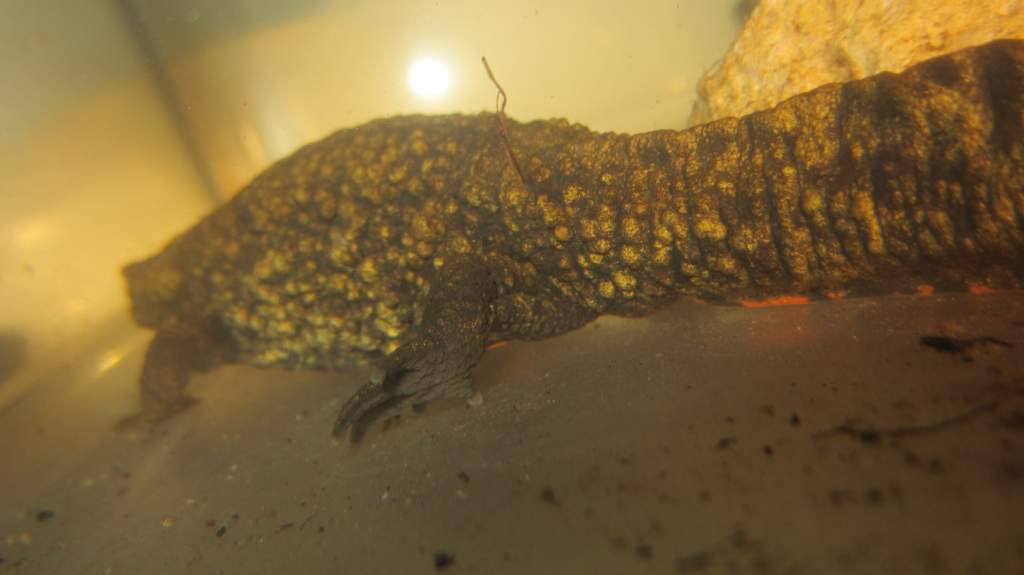 warty17