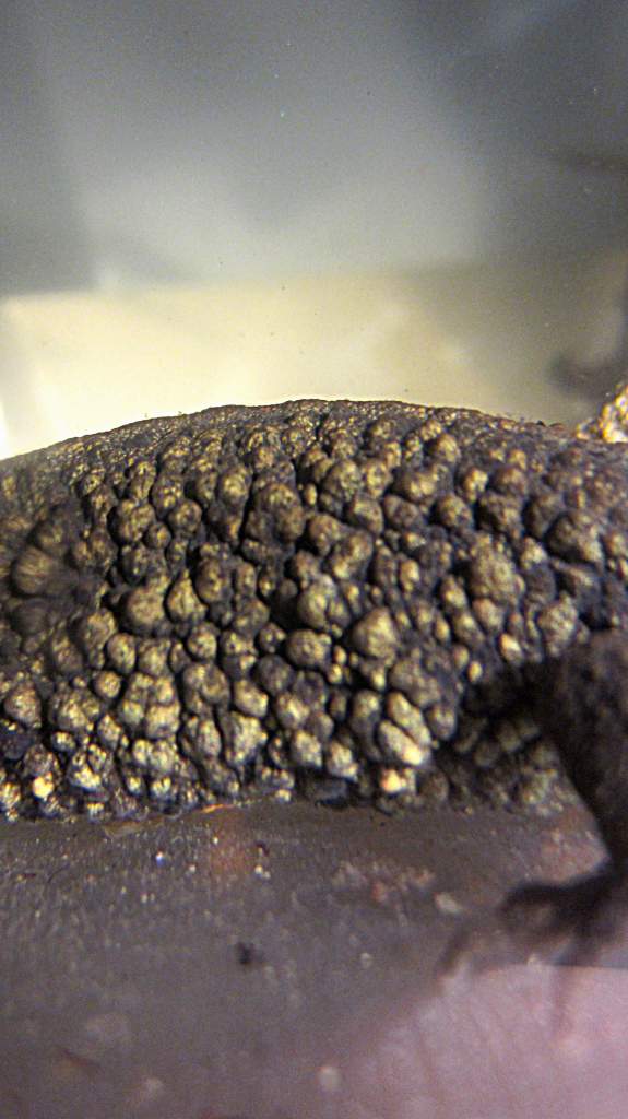 warty18