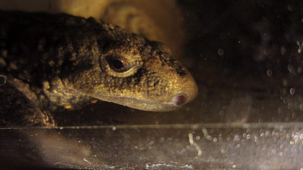 warty2