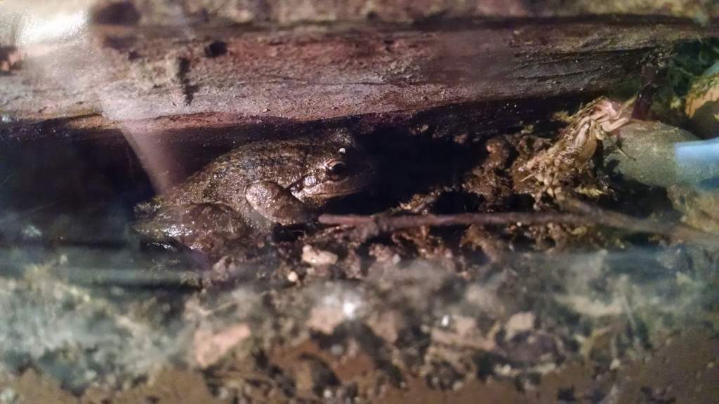 Watching a cricket