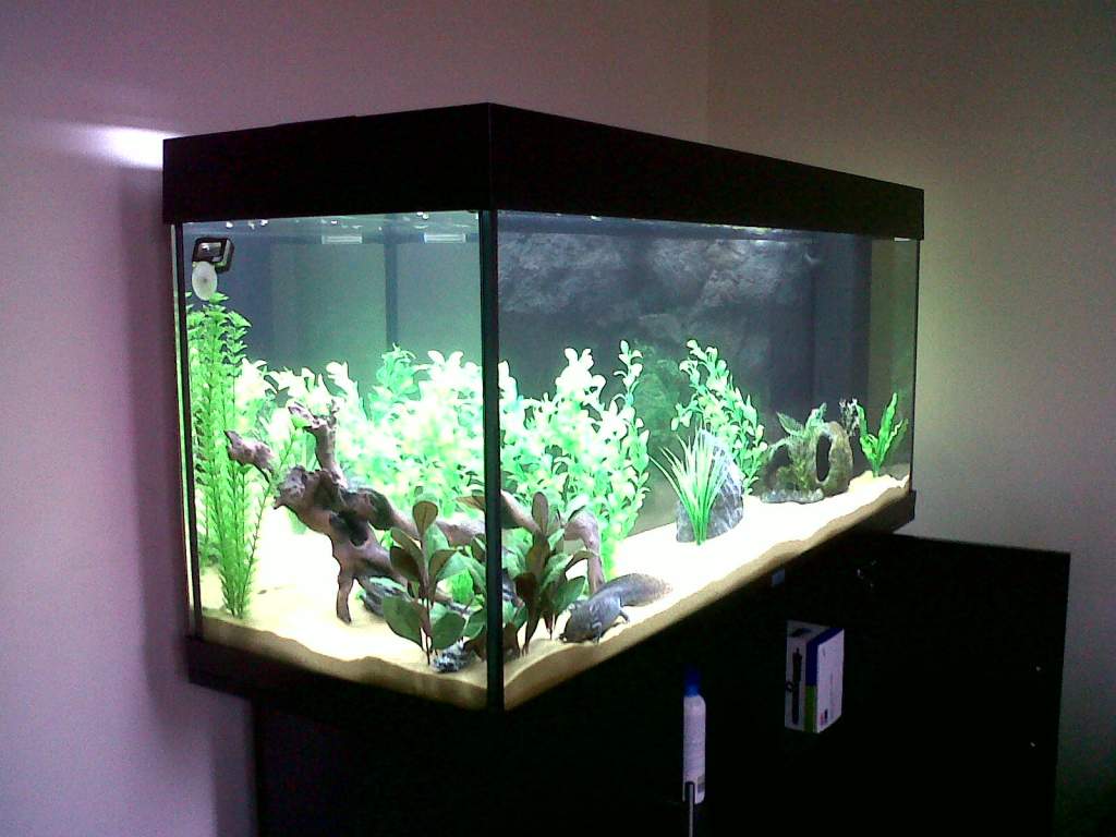 Water Has Cleared After Minor Planaria Outbreak