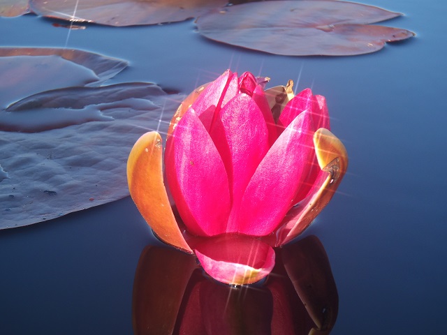 water lily sparkling